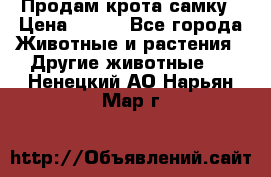 Продам крота самку › Цена ­ 200 - Все города Животные и растения » Другие животные   . Ненецкий АО,Нарьян-Мар г.